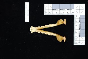 Media type: image;   Mammalogy 52832 Description: Image of skeleton specimen - dorsal view. dorsal view of mandible.;
